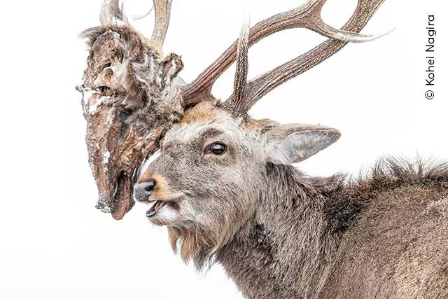 '올해의 야생동물 사진작가상' 피플스 초이스 준우승작 '끝없는 싸움'. 사진=Wildlife Photographer of the Year / Kohei Nagira