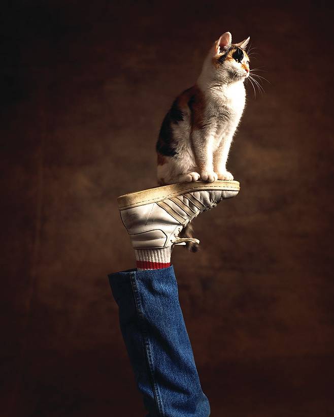 얌전히 사람 발 위에 앉은 캘리포니아 스팽글드를 보면 반려인과의 유대감·친밀감을 충분히 느낄 수 있다.