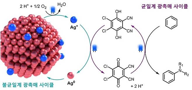 불균일계-균일계 융합 광촉매 시스템의 작동 모식도. KAIST