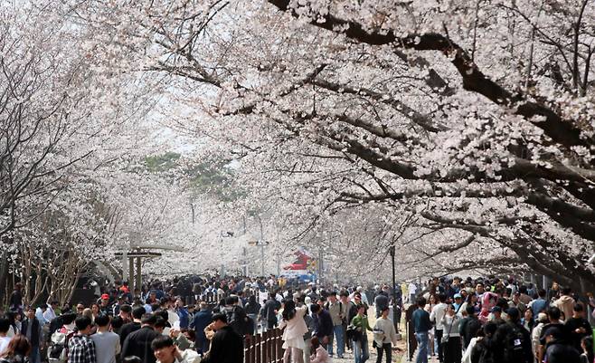 전국 최대 벚꽃 축제인 '제64회 진해군항제'가 열리고 있는 지난 29일 경남 창원 진해구 경화역공원에서 관광객들이 벚꽃을 감상하고 있다. /사진=뉴스1.