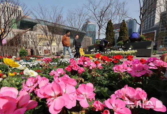 [서울=뉴시스] 조성우 기자 =30일 의료계에 따르면 꽃가루-식품알레르기 증후군은 꽃가루 알레르기가 있는 환자가 꽃가루와 구조적으로 유사한 생과일이나 생채소를 먹을 때 입술, 입안, 입천장, 혀, 목 안 등이 가렵고 붓는 증상을 보이는 질환이다. 지난 17일 서울 중구 서울광장에서 봄꽃 식재 작업이 한창인 가운데 시민들이 그 앞을 오가고 있다. 해당 사진은 기사와 직접 관련이 없습니다. 2026.03.17. xconfind@newsis.com