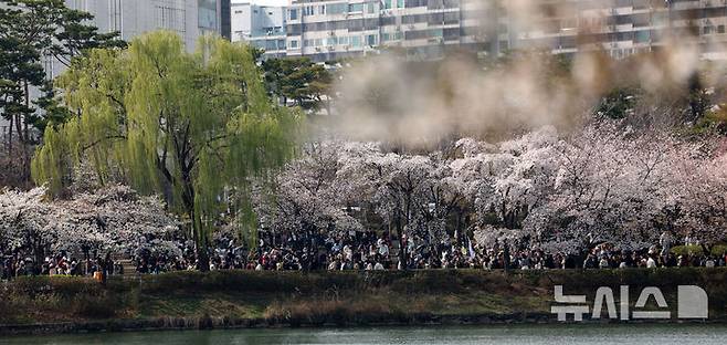[서울=뉴시스] 김선웅 기자 = 6일 서울 송파구 석촌호수에서 상춘객들이 활짝 핀 벚꽃길을 걷고 있다. 2025.04.06. mangusta@newsis.com