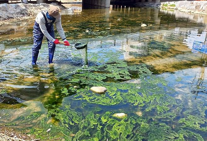 의정부 도심 하천에 때이른 녹조 (의정부=연합뉴스) 경기 의정부 도심 하천에 예년보다 두세 달 일찍 녹조가 발생해 시청 직원들이 수작업으로 걷어내고 있다. 2026.3.30 [의정부시 제공. 재판매 및 DB 금지]