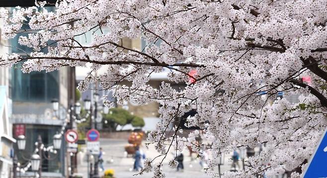 ▲ 지난 2023년 4월 4일 인천 중구 개항장거리에 핀 벚꽃. /인천일보DB