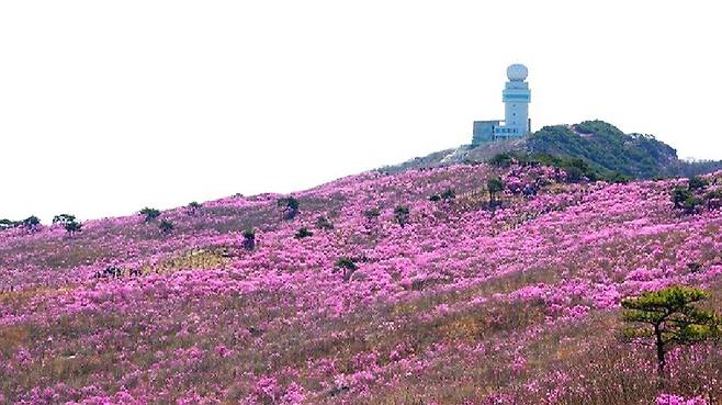 비슬산 정상 참꽃 군락지 전경(2024년). /최상진 기자