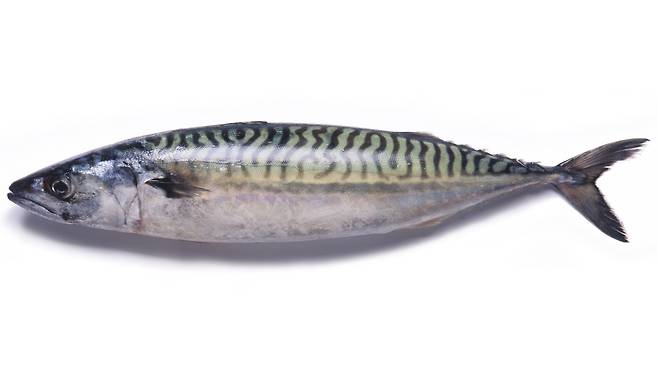 건강에 좋고, 오염물질도 비교적 적은 생선을 소개한다｜출처: 클립아트코리아