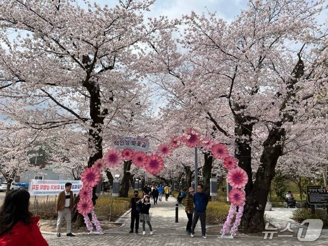 작천정 벚꽃길 모습. (울주군 제공. 재판매 및 DB 금지) /뉴스1