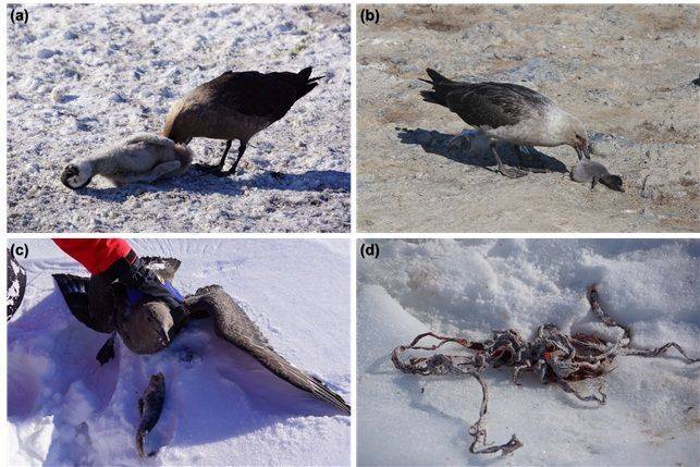 다양한 먹이를 이용하는 남극도둑갈매기. 황제펭귄 유조(a)와 아델리펭귄 유조(b)를 섭식하는 모습. 남극도둑갈매기가 토해낸 어류(Emerald rockcod)(c)와 웨델물범 번식지에서 발견된 태반(d). 극지연구소 제공