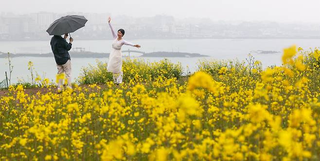 전국적으로 봄비가 내린 30일 오전 제주 제주시 서우봉에 유채꽃이 피어 있다. /박성원 기자