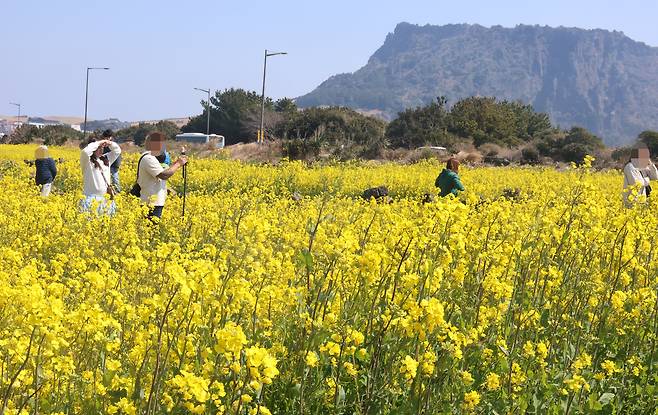 지난 21일 맑은 날씨를 보인 제주 서귀포시 성산일출봉 부근 유채꽃밭에서 관광객들이 사진을 찍는 등 만발한 유채꽃 풍경을 즐기고 있다./연합뉴스