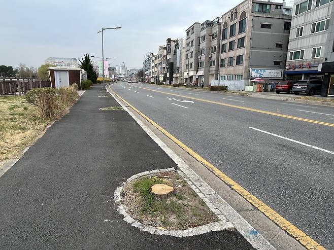 31일 대전 유성구 카이스트 앞 벚꽃길에서 은행나무·벚나무가 벌목돼 있다. 안민기 기자