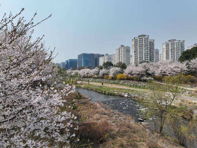 성남시가 올해 벚꽃 개화시기에 맞춰 성남 벚꽃 9경을 소개했다. 사진은 성남 삼평동 운중천변 벚꽃길(9경) 모습. 성남시 제공