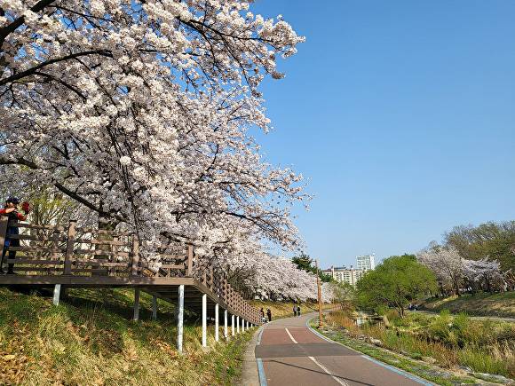 성남 중앙공원 분당천변 벚꽃길. [사진=성남시]