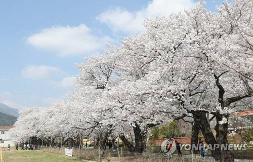 울산 울주 작천정벚꽃. 연합뉴스