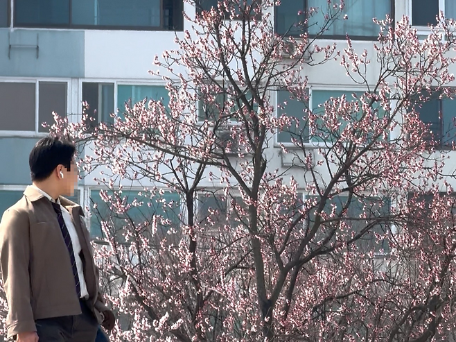 서울 여의도 한 거리에 벚꽃이 피어 있다.[독자 제공]