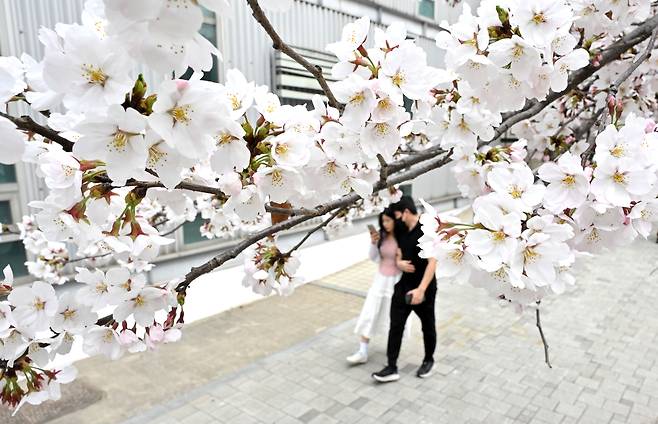30일 오후 서울 여의도 윤중로에 벚꽃이 피어있다. 기상청은 지난 29일 서울 벚꽃 개화를 공식 발표했다. 매년 서울 종로구 서울기상관측소 앞마당에 있는 표준 관측목인 왕벚나무 한 가지에서 3송이 이상 벚꽃이 피면 공식 개화로 인정한다. 임세준 기자