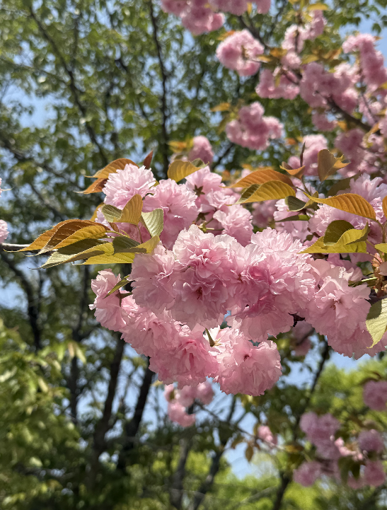 미사경정공원에 핀 겹벚꽃 모습. 일반 벚꽃보다 꽃잎이 겹겹이 쌓여 풍성한 형태를 이루는 것이 특징이다.