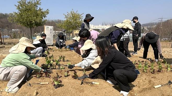 서울 관악구 청년들이 ‘청년 치유 힐링팜’에 참여해 텃밭에 모종을 심고 있다. 관악구 제공
