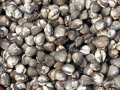 꼬막 [연합뉴스 자료 사진］