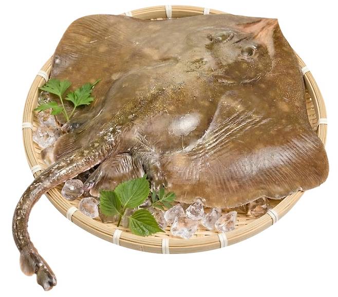 홍어 [해양수산부 제공. 재판매 및 DB 금지]