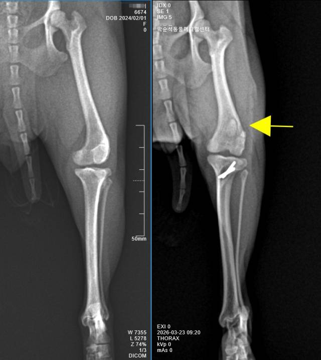 슬개골외측 탈구 변위가 심각한 환자견의 X-ray 사진(좌측) 과 슬개골 탈구 교정 수술 후의 X-ray 사진(오른쪽). 무릎뼈가 성형으로 조성된 활차구 위 에 안정적으로 위치한 모습이 확인된다.