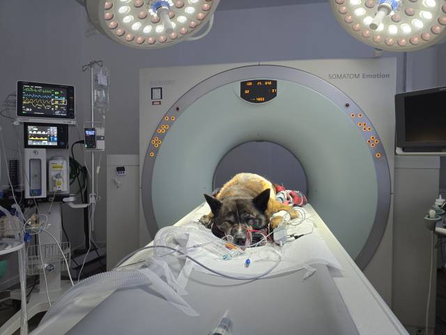 슬개골탈구 수술에 앞선 환자견의 평가는 무엇보다 중요하다. 골밀도, 관절염, 십자인대 손상에 대한 감별진단이 필요하며, 골변형 및 골질환이 염려된다면 CT 검사가 선행되기도 한다.