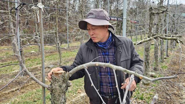 지난 2일 오후 대구경북 민군 통합공항 예정지인 대구 군위군 소보면 내의리 한 사과농장에서 농장주 김기수(60) 씨가 수령이 다해 말라죽은 사과나무를 돌보고 있다. 장성현 기자