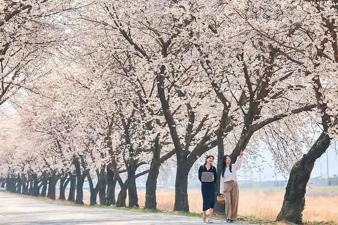 청도 각북면의 벚꽃길이 축제장으로 변한다. /청도군 제공