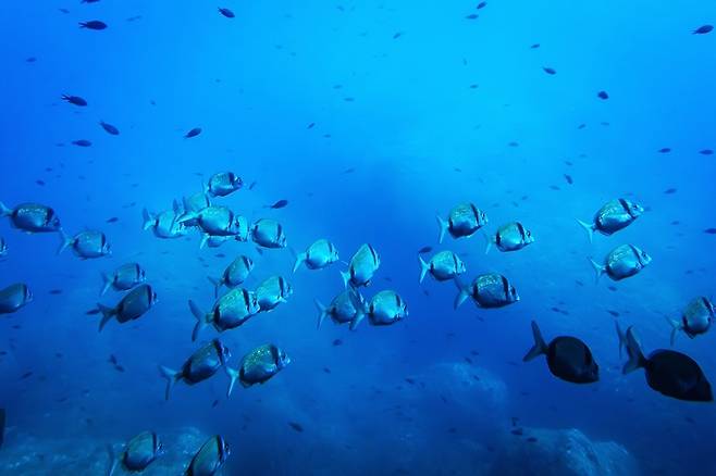 고려아연이 투자한 심해채굴 기업 TMC는 매출이 발생하지 않는 가운데 손실 확대와 자금조달 의존 구조가 이어지며 사업 지속성에 대한 우려가 커지고 있다. / 뉴시스