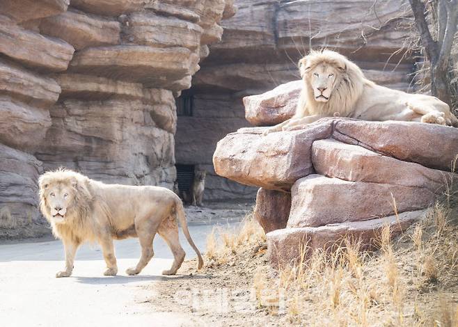 더 와일드하게 돌아온 에버랜드 ‘NEW 사파리월드’(사진=에버랜드)