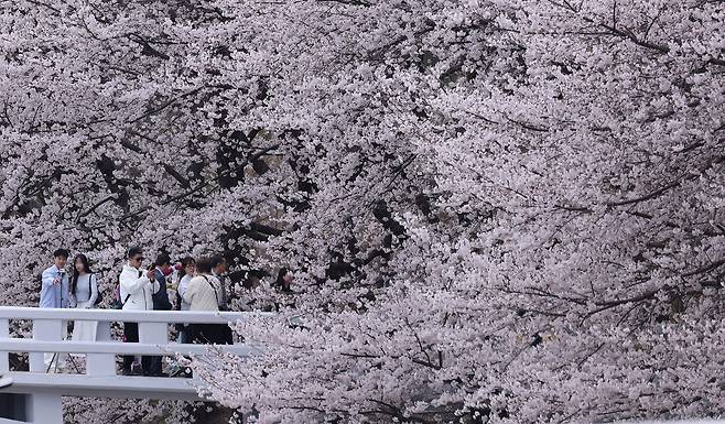서울 양재천 벚꽃길을 찾은 시민들이 벚꽃을 보며 산책하고 있다. /뉴스1