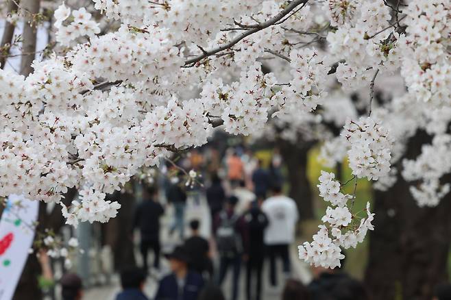 1일 서울 여의도 윤중로에서 시민들이 봄을 즐기고 있다. 윤중로 벚꽃길은 오늘부터 8일까지 여의도 봄꽃축제를 위해 교통이 전면통제된다. 뉴시스