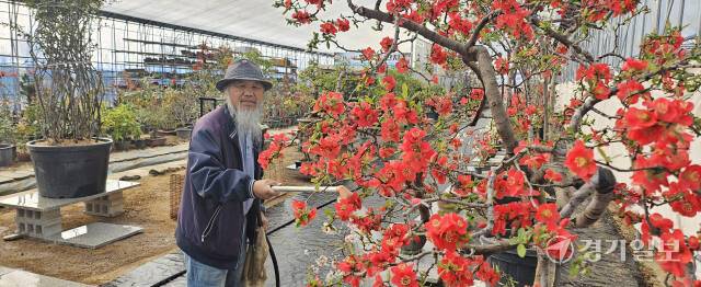 1일 오전 평택시 진위면 야막길 명자분재사랑곳에서 심근도씨(74)가 전시회 준비에 박차를 가하고 있다. 윤동현기자