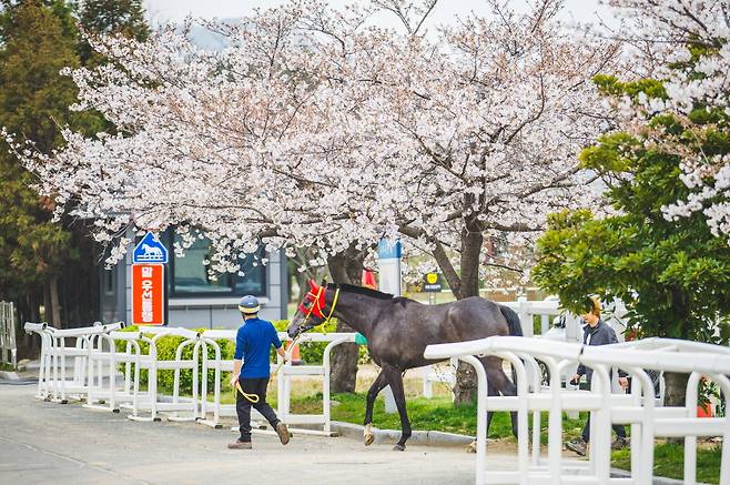 관리사가 경마 출전 말을 경주장으로 데려가고 있다./사진제공=렛츠런파크 부산경남