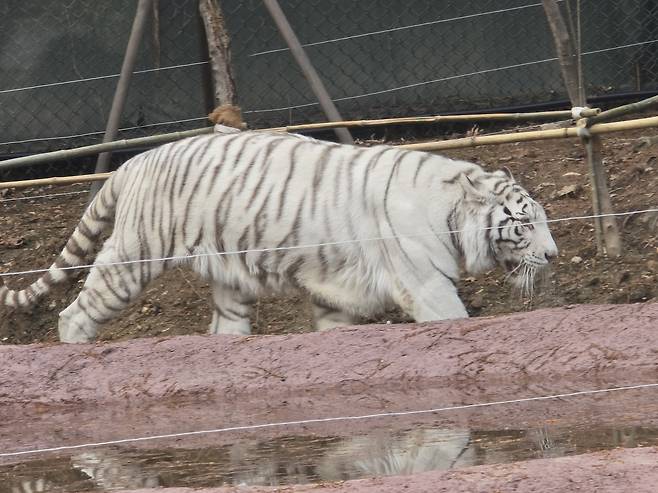 에버랜드 사파리 백호. 백호와 눈을 마주치면 행운이 온다는 오랜 속설이 있다.