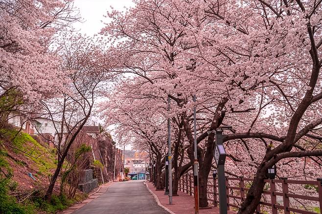 장생포고래박물관은 1일 ‘문화가 있는 날’부터 3일까지 장생포와 고래를 세상에 알리던 통로인 울산시 남구 장생포로 ‘장생옛길’에서 기념품을 선물하는 ‘벚꽃나들이 이벤트’를 한다. [울산 남구청 제공]
