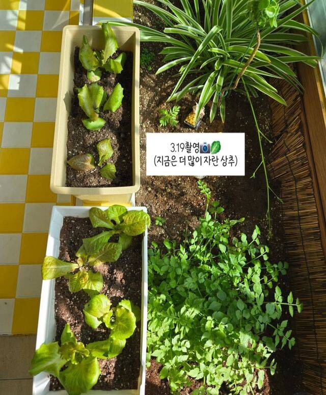 베란다 텃밭에서 키우고 있는 상추와 미나리. 박세화씨