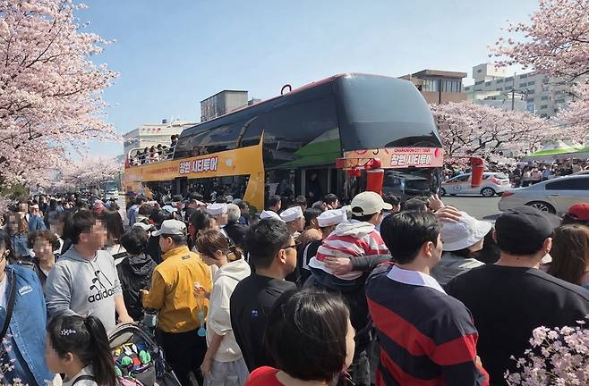 벚꽃 투어버스 흥행 [창원시 제공. 재판매 및 DB 금지]