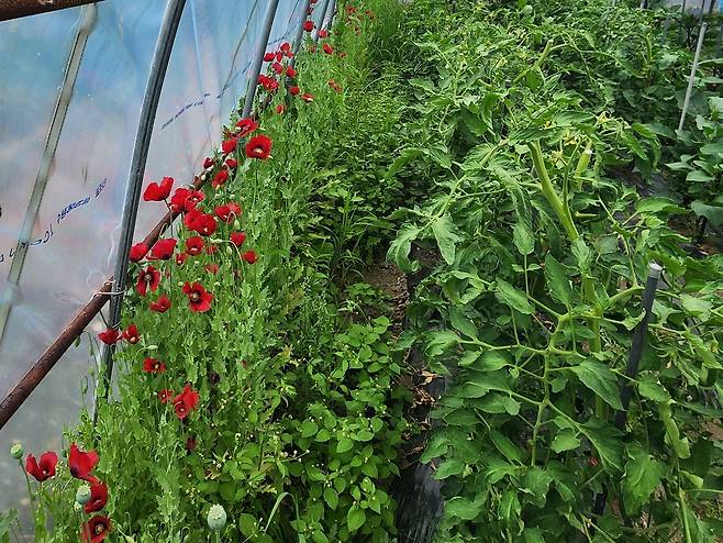 양귀비 밀경작하다 적발된 비닐하우스 [해경청 제공. 재판매 및 DB 금지]