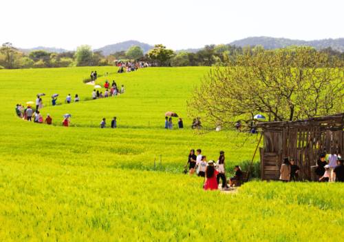 봄의 절정, 고창 청보리밭. 사진제공=고창군
