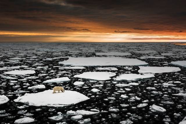 마르코 가이오티 작, 'Shrinking Habitat, Arctic', 2013.