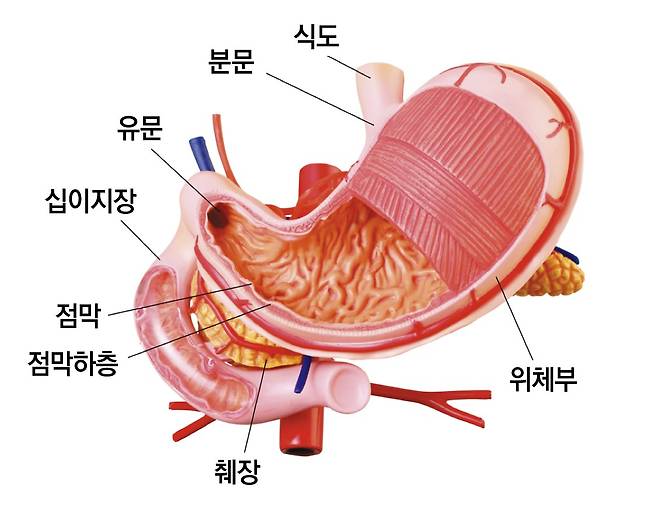 위장의 구조. 고려대학교의료원 제공