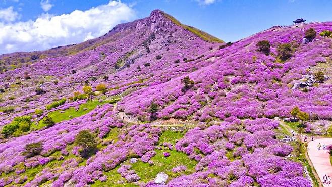산청군, 2025년 5월 산청 황매산 사진