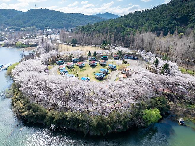 3월의 마지막 날이자 맑고 포근한 날씨를 보인 31일 광주 패밀리랜드 캠핑장 주변으로 벚꽃이 만개해 멋진 풍경을 연출했다./김영근 기자