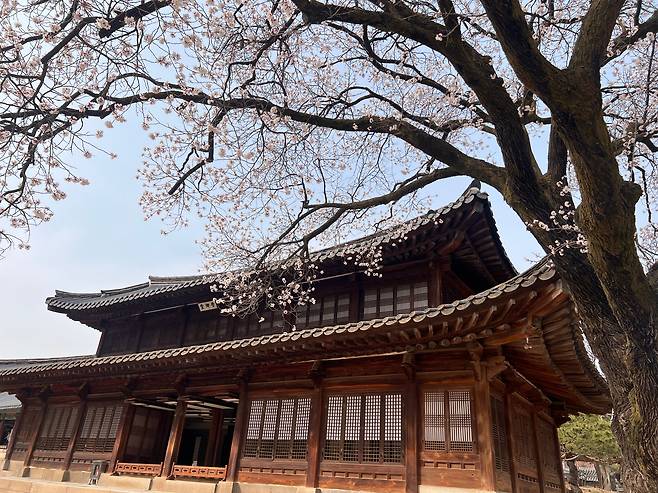 살구꽃 핀 덕수궁 석어당. /윤주