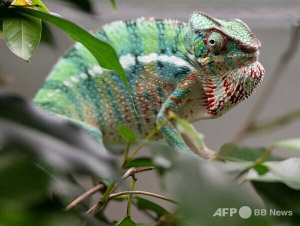 사진은 칼럼과 관련 없는 참고 이미지입니다. 사진제공=ⓒAFPBBNews = News1 (사진을 무단으로 사용하지 마십시오.)
