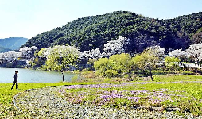 정읍 내장저수지와 내장산 일대는 봄이 되면 초록색 나무와 벚꽃이 어우러져 아름다운 절경을 자랑한다. 지난해 사진 속 풍경이 4월 중순 곧 연출될 예정이다. 정읍시 제공