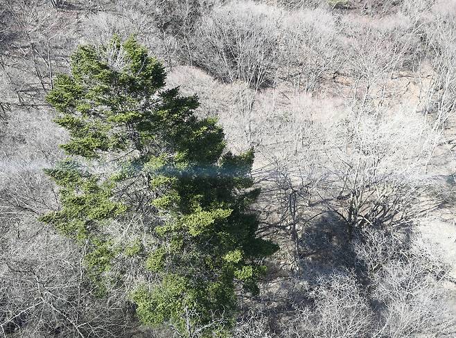 곧 만개할 봄을 기다리는 내장산 풍경. 박미향 기자