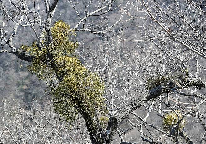 케이블카를 타고 내장산으로 올라가다 보면 보게 되는 겨우살이. 박미향 기자