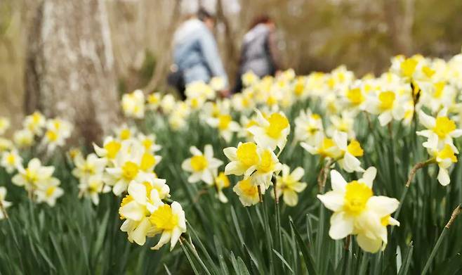 서산 ‘유기방가옥’ 수선화 풍경. 박미향 기자